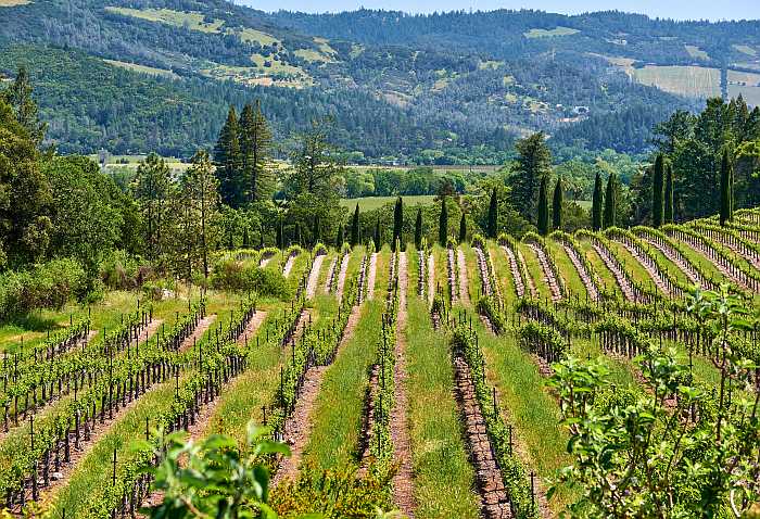 Vineyards in California.