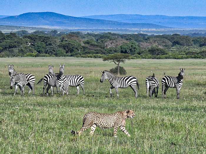 kosher summer bucket list - african safari.