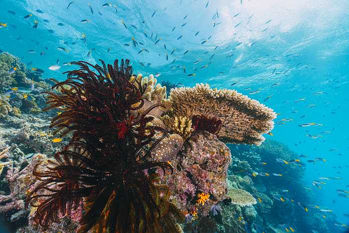 kosher summer bucket list - great barrier reef, Australia.